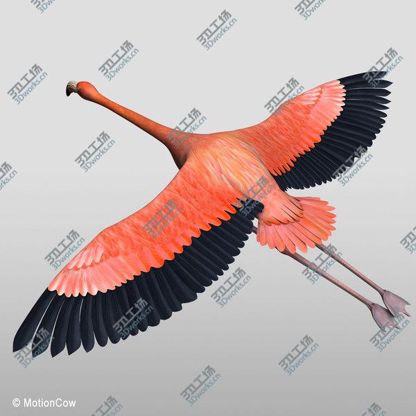 images/goods_img/20210312/Flamingo  Flying/4.jpg